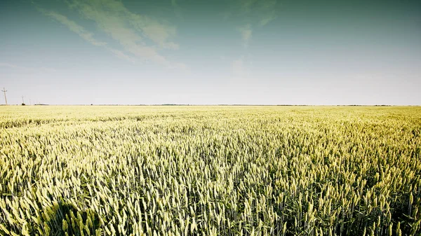 Pšenice v létě — Stock fotografie