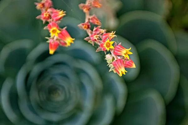 Cactusbloem Stockafbeelding