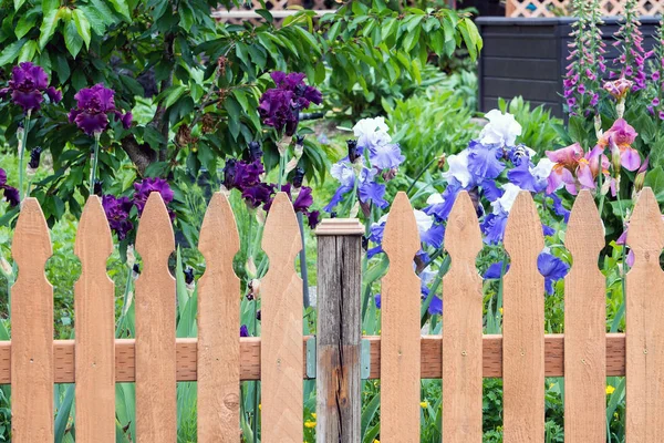Recinzione Legno Giardino Con Fiori Iris Colorati Fiore Durante Stagione — Foto Stock