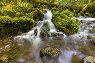 Kayalar ve yeşil yosun Wahkeena Creek adlı Columbia River Gorge Oregon boyunca akan küçük şelale