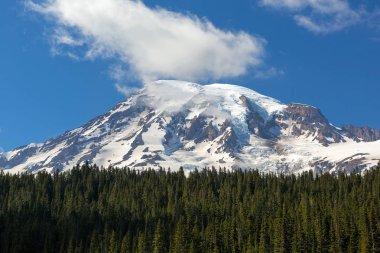 Rainier Dağı Milli Park mavi gökyüzü ve beyaz bulutlar closeup ile yaprak dökmeyen ağaçlar arasında