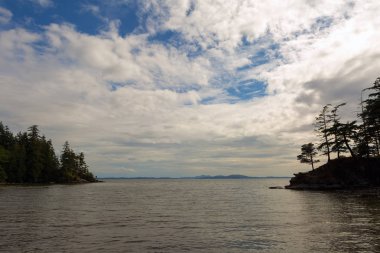 Yaban kedisi Cove Larrabee State Park Chuckanut sürücüde bir bulutlu gün boyunca Bellingham Washington eyaletinde
