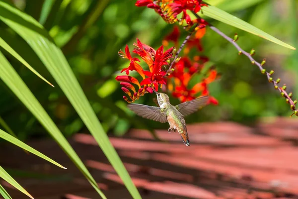 Rufous Hummingbird Hovering Red Crocosmia Flowers Feeding Nectar Summertime — Stock Photo, Image
