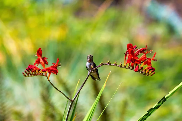 Omogna Manliga Rödbrun Hummingbird Uppflugen Stjälk Crocosmia Blommor Sommaren — Stockfoto