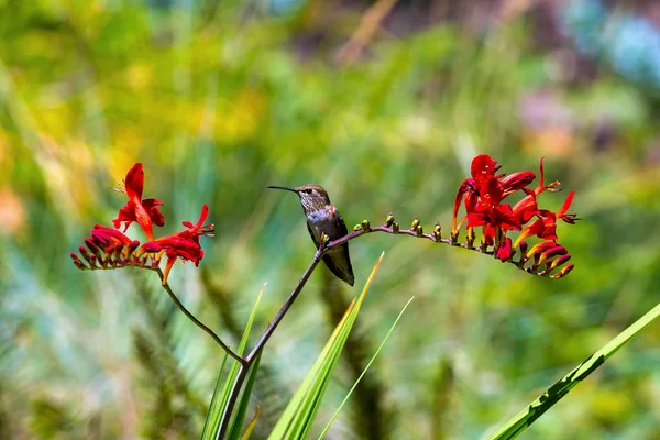 Jovem Beija Flor Rufous Empoleirado Talo Flores Vermelhas Crocosmia Verão — Fotografia de Stock