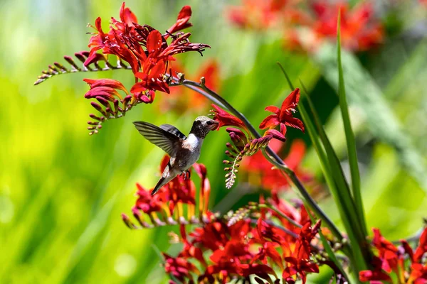 Καστανοκοκκινωπός Hummingbird Στην Πτήση Πάρει Νέκταρ Από Κόκκινα Λουλούδια Croscomia — Φωτογραφία Αρχείου