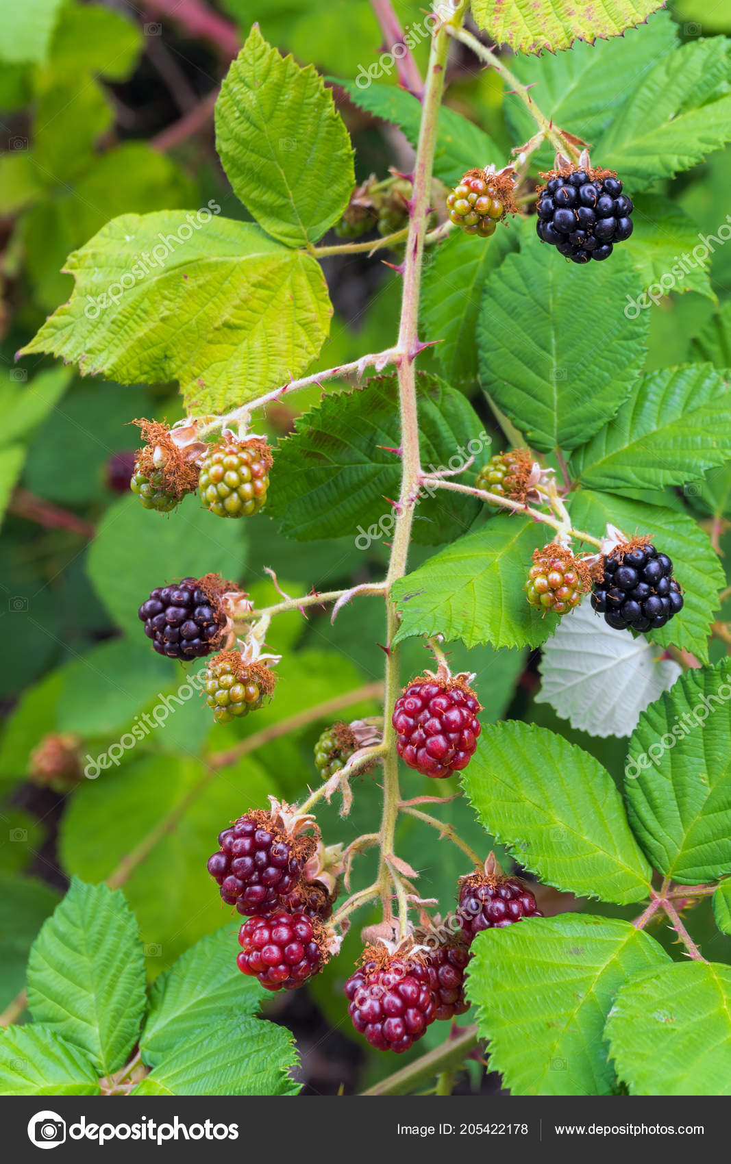 Himalayan Blackberry Bush Plant Berries Fruit Leaves Summer Stock ...