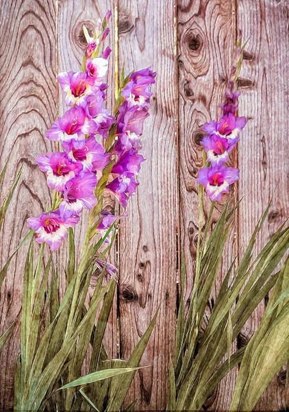 Gladiolo Rosa Fiori Che Fioriscono Recinzione Legno Nel Giardino Cortile — Foto Stock