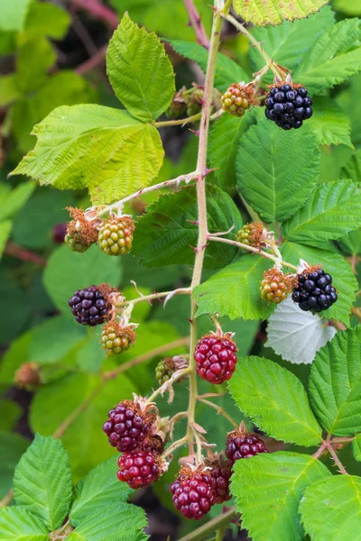 Himalaya Blackberry Bush Bitki Çilek Meyve Yaprakları Yaz Aylarında Ile — Stok fotoğraf