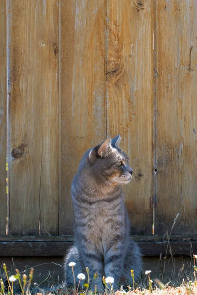 Gray Tabby Cat Sitting Fence Garden Looking Sideway — Stock Photo, Image