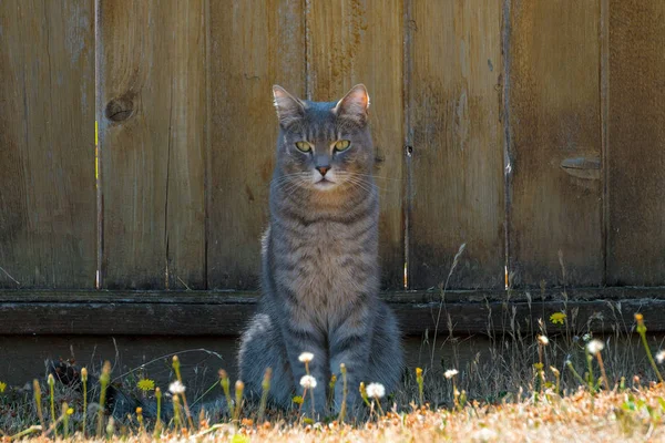 Grigio Tabby Cat Seduto Vicino Alla Recinzione Giardino — Foto Stock