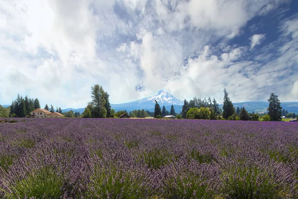 フード渓谷オレゴン州での夏の間に満開のラベンダーの野の花 — ストック写真