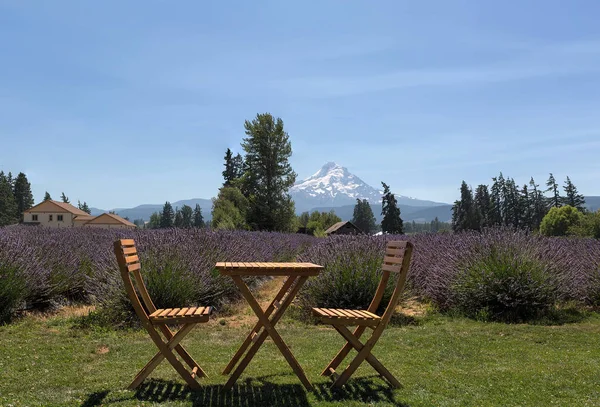 Belo Dia Céu Azul Ensolarado Fazenda Scenic Lavender Hood River — Fotografia de Stock