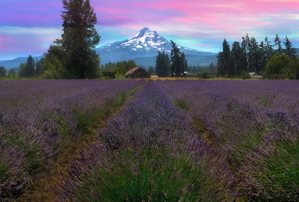 Lavender Field Full Bloom Hood River Valley Oregon Beautiful Evening Stock Photo