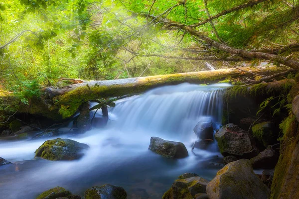 オレゴン州のフッド山国有林で Tamanawas 滝トレイルに沿ってコールド スプリング クリークの滝 — ストック写真