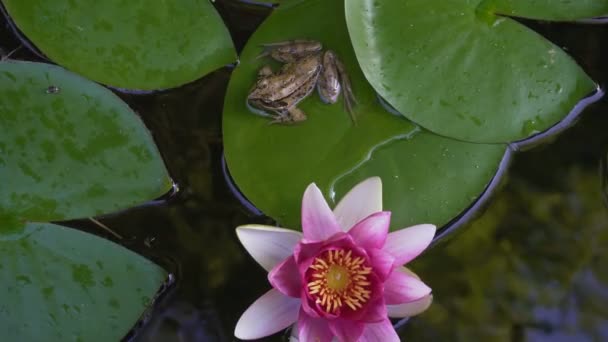 Ultra-High-Definition Nahaufnahme 4k Video von pazifischen Chor Laubfrosch ruht auf grünen Seerosenpad mit blühenden rosa Blume im Hinterhof Gartenteich Sommersaison 3840x2160