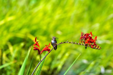 Genç Kızıl sinekkuşu Arizona bitkinin çiçek sapı üzerinde yaz aylarında tünemiş.