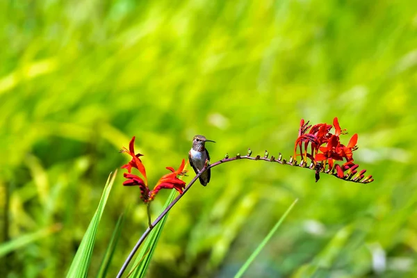 Mladý Pěvec Hummingbird Posazený Květní Stvol Crocosmia Rostliny Létě — Stock fotografie