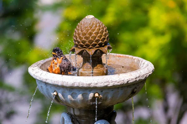 American Robin male bird bathing in garden water fountain on a sunny day