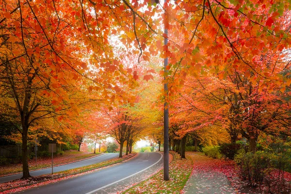 Maple trees canopy lined curvy winding street with fall foliage during autumn season in Oregon