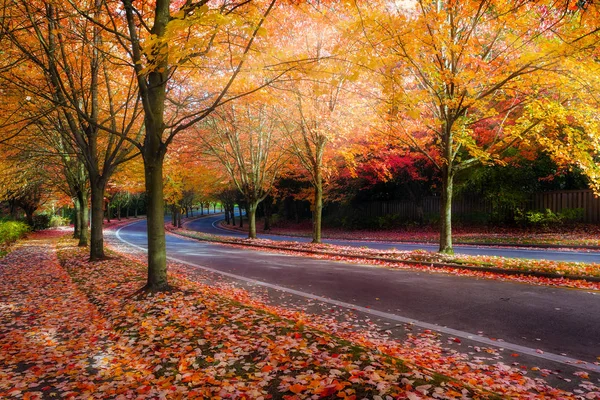 Alberi Acero Fiancheggiati Strada Sinuosa Con Fogliame Autunnale Durante Stagione — Foto Stock