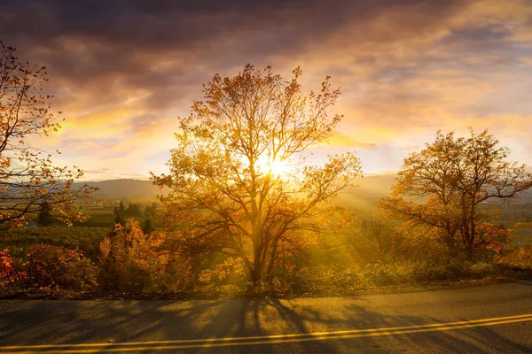 Rayos Sol Través Los Árboles Largo Carretera Del Campo Día —  Fotos de Stock