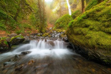 Columbia River Gorge Oregon 'daki State Park' ta Açlık Deresi boyunca çağlayan küçük bir şelale.