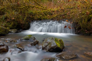 Oregon 'daki Mcdowell Creek Parkı' nda şelale.