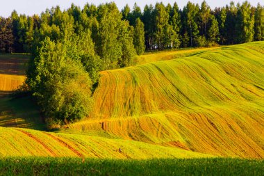 Gün batımında yeşil orman tarafından çevrili bahar zamanında tarım dağlık arazi. Bulutlar sayesinde güneş ışığı kanalları
