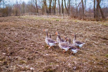 Bahar bahçe en kaz kaz sürüsü. Gri kaz bahar çimen için arıyorsunuz