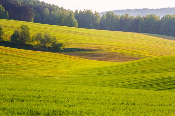 Mjuka Gröna Linjer Majestätiska Landskap Våren — Stockfoto