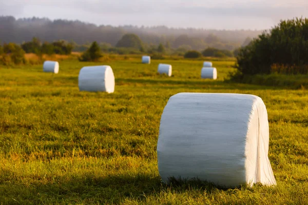 Stogi Dla Zwierząt Gospodarskich Pakowane Biały Plastik Polu — Zdjęcie stockowe
