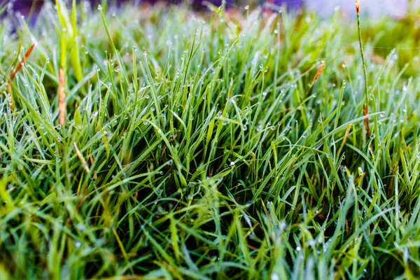 Hojas Verdes Hierba Cubiertas Gotas Rocío Cerca —  Fotos de Stock