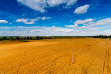 Kırsal kesimde yukarıda buğday ve mavi gökyüzü büyük alan. Hasat manzara Belarus