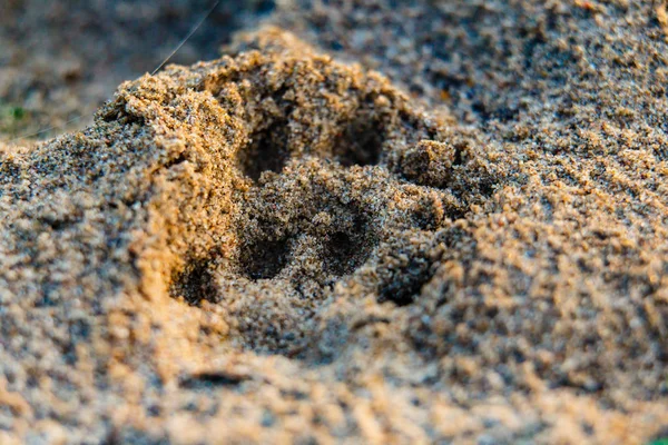 Tierfußabdruck Auf Sand Großaufnahme Bei Sommerlichem Sonnenaufgang Fluss — Stockfoto