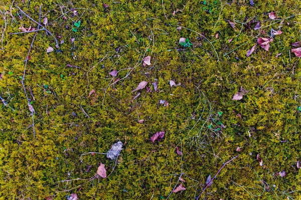 Мох Парку Гілки Листя Закри — стокове фото