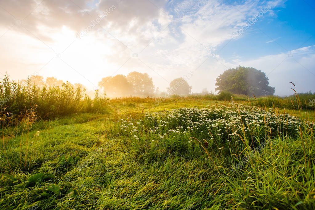 Rising sun over green meadow in countryside landscape