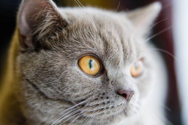 İngiliz kedi pencere makro seyir. Kedi gözleri makro