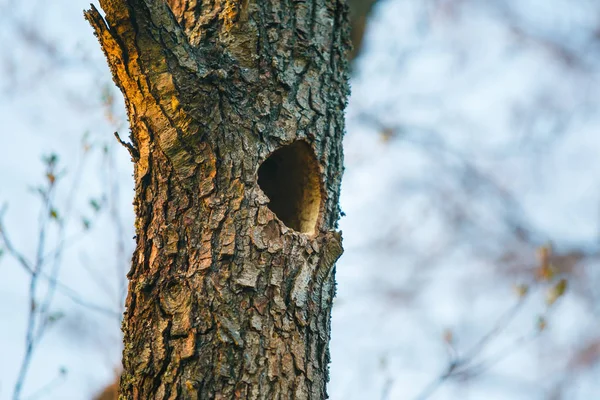 Kleine Mulde Alten Baumstamm Großaufnahme — Stockfoto