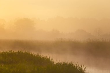 Sarı ışık yaz aylarında sisli sabahı. Sisli doku