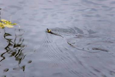 Çim yaz yakın çekim gölde yüzme yılan