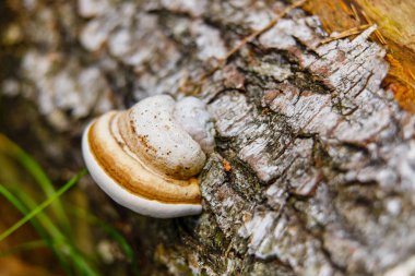 Huş kabuğu makro görünümü kereste mantarlar