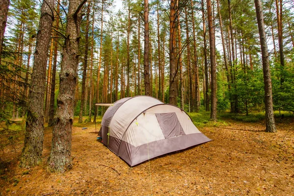 Sátor Családi Camping Fenyves Erdőben — Stock Fotó