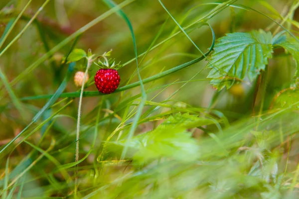 Walderdbeere Grünen Gras Makroansicht — Stockfoto