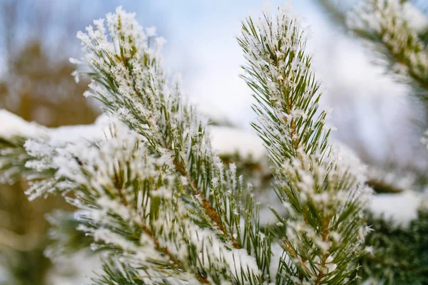 Kiefernzweige Die Mit Schnee Bedeckt Sind Schneeflocken Makro — Stockfoto