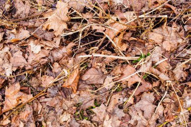 Zemin dokusu üzerinde kuru akçaağaç yaprakları
