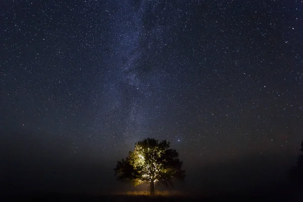 Einzelne Eiche Unter Dem Sternenhimmel Der Nacht — Stockfoto