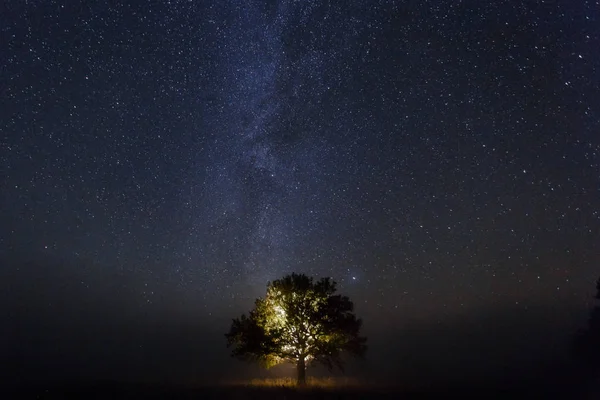 Chêne Unique Sous Ciel Étoilé Nuit Images De Stock Libres De Droits