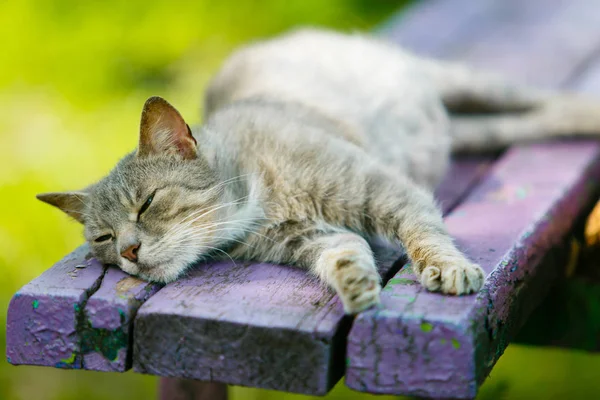 Grey Cat Lying Old Wooden Bench — Stock Photo, Image