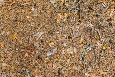 Kuru Çam iğneleri ormandaki düz yatıyordu